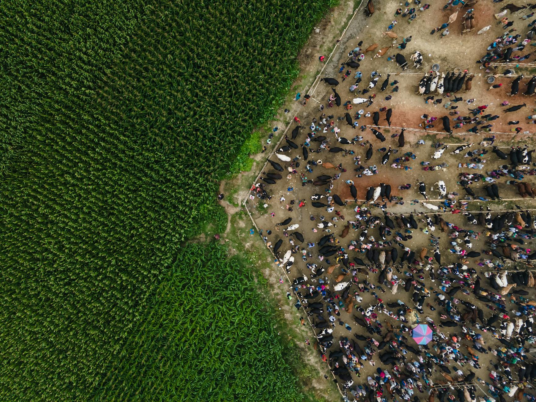 Auction Market Theory For Professional Day Trading